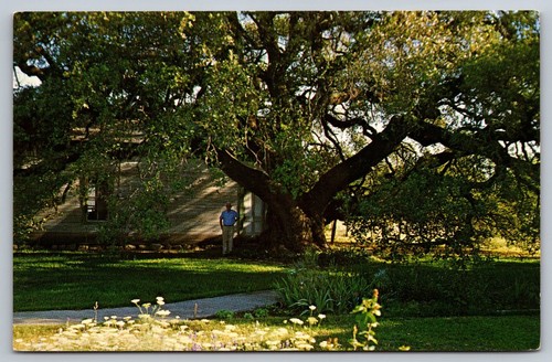 Old oak tree rio - tree,