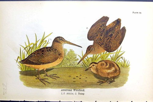 Antique print american - print,