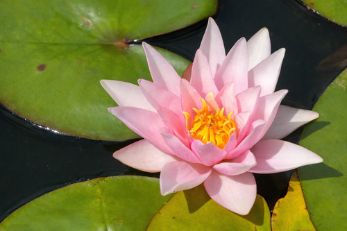 Nymphaea amabilis water lily - nymphaea,