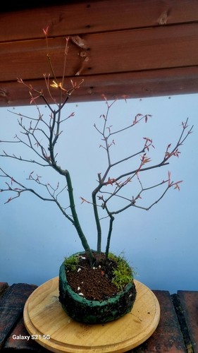 Japanese maple bonsai forest - forest, (