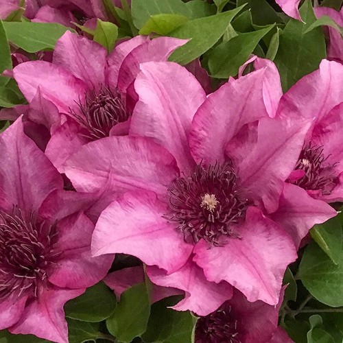 Elodie clematis seeds - elodie,