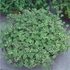 Scented Pelargonium (Geranium)