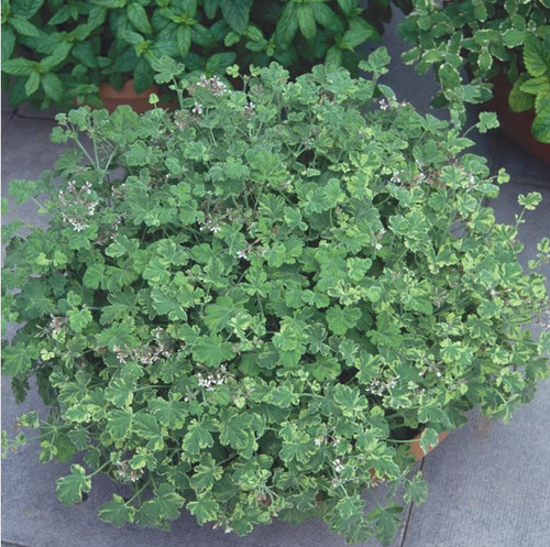 Scented pelargonium - pelargonium, (geranium)