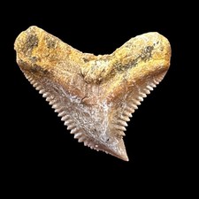 Authentic Fossil Tiger Shark