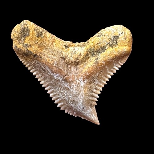 Authentic fossil tiger shark - fossil,