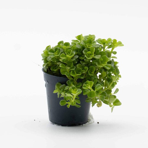 Pilea depressa 6cm plant - pilea,