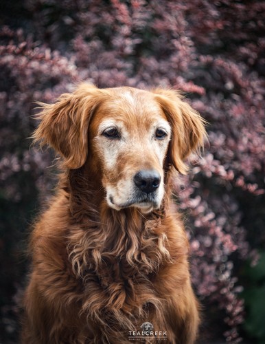 Fuji fit lens - x, helios