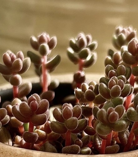 Cuttings succulent sedum - cuttings,