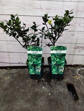 2x Holly Tree Ilex 'Blue Prince' Hardy Garden Plant 1L Pots