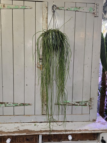 Rhipsalis floccosa huge plants - huge,