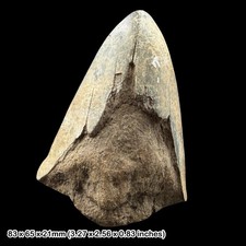 Megalodon Shark Tooth Fossil