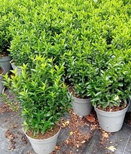 Euonymus japonicus 'Microphyllus' 20-25cm tall in 1.3 litre pot - 25 plants