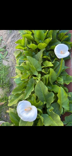 White calla lily - bulbs, for