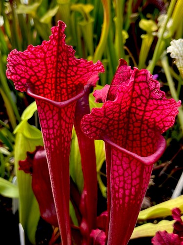 Sarracenia juthatip soper - juthatip,