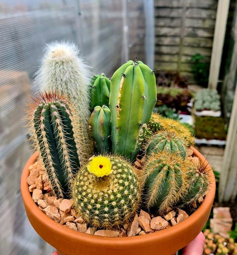 Mixed cactus plant - cactus, arrangement