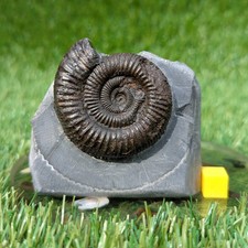 Peronoceras ammonite whitby - peronoceras,