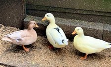 6 x Call duck eggs
