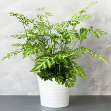 1 x Pteris Evergremiensis -