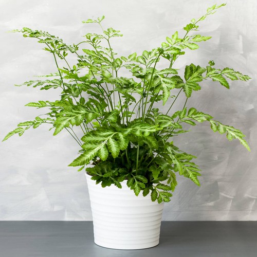 Pteris evergremiensis - 1, x