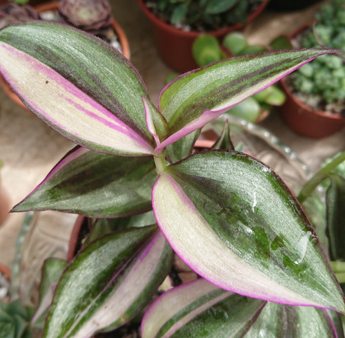 Tradescantia quadricolour - quadricolour, |
