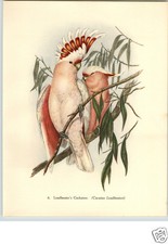 1948 PAPER AD Leadbeater Major
