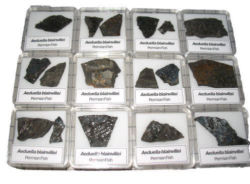 Permian fish fossil - , muse