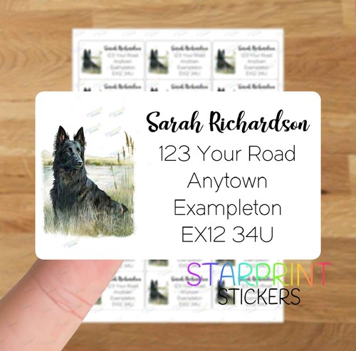 Belgian shepherd dog - belgian,