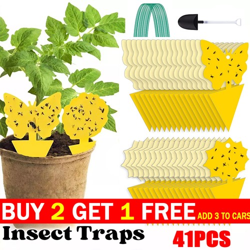 41pack sticky fly - 41pack, traps