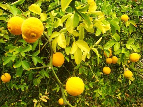 Hardy lemon bitter orange - bitter,