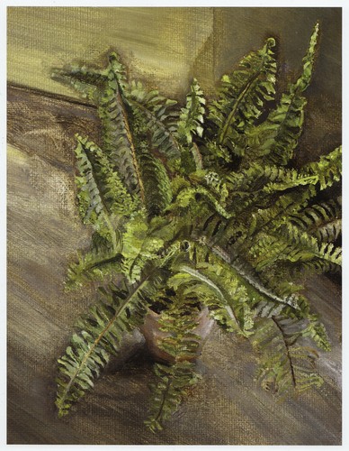 Small fern lucian - fern,