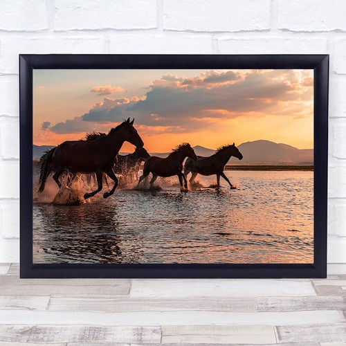 Horse wildlife sunset - wildlife,