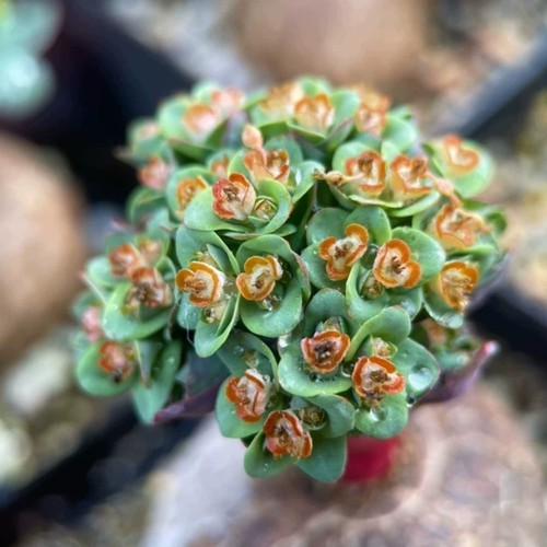1pieces 4cm seedgrowth live - seedgrowth,