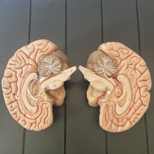 Vintage retro anatomical - vintage,