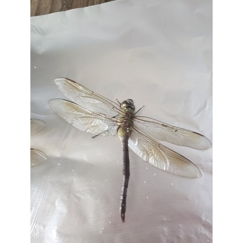 Dragonfly wings real - real,