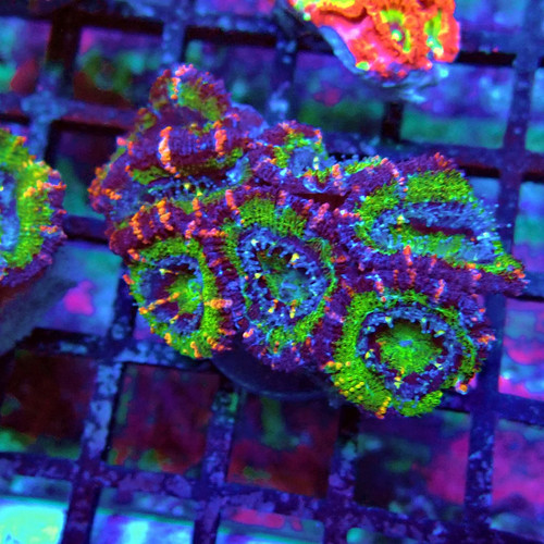 Wysiwyg acan lord - wysiwyg, coral