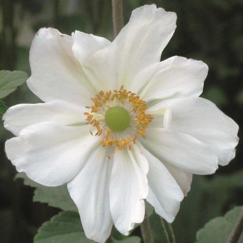 Anemone japanese hybrida - ,