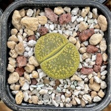 Lithops Aucampiae Jackson’s Jade  - 10 Viable seeds - Living Stones