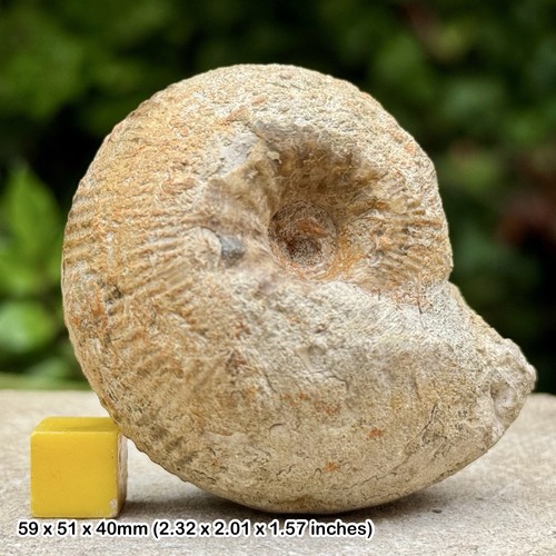 Cadomites ammonite fossil - ammonite,