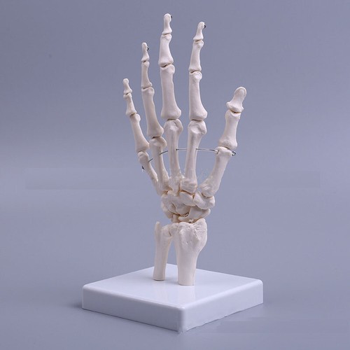 Medical hand joint model - medical,