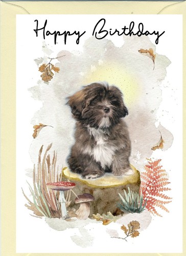 Lhasa apso dog - lhasa,