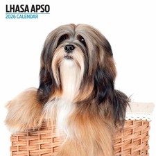 Lhasa Apso 2026 Modern Calendar
