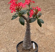 Pachypodium baronii WYSIWYG