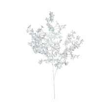 Exquisite Onidium Orchid