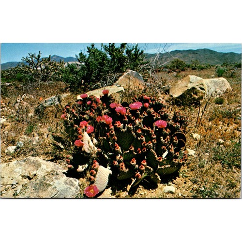 Beavertail prickly pear - beavertail,