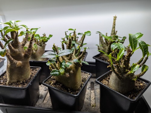 Adenium obesum arabicum - adenium, "obesum"