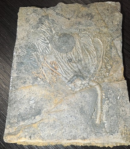 Crinoid ammonite fossil - crinoid,