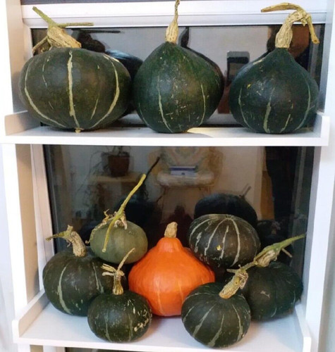 Kabocha 8 taro pumpkin - 8,