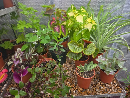Indoor plants set - plants, of