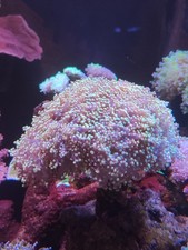 green tips frogspawn  coral