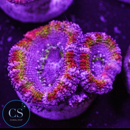 New release royal flush - new,